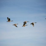 T Migration